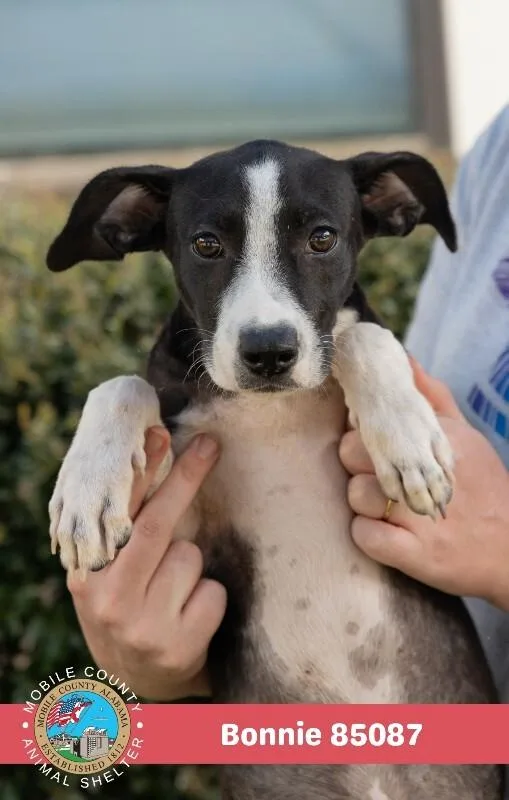 A young medium-sized female Black Mixed Breed dog named Bonnie for adoption in Mobile, AL