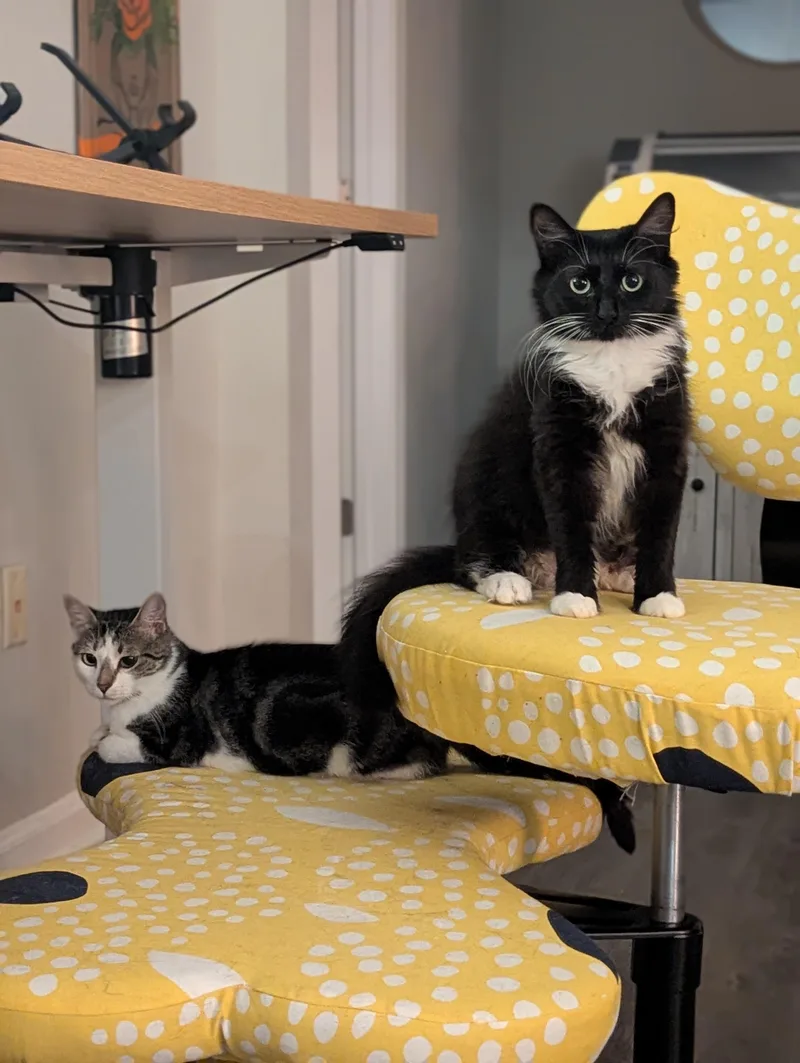 An adult medium-sized female Tuxedo cat named Powerpuff for adoption in Tucker, GA