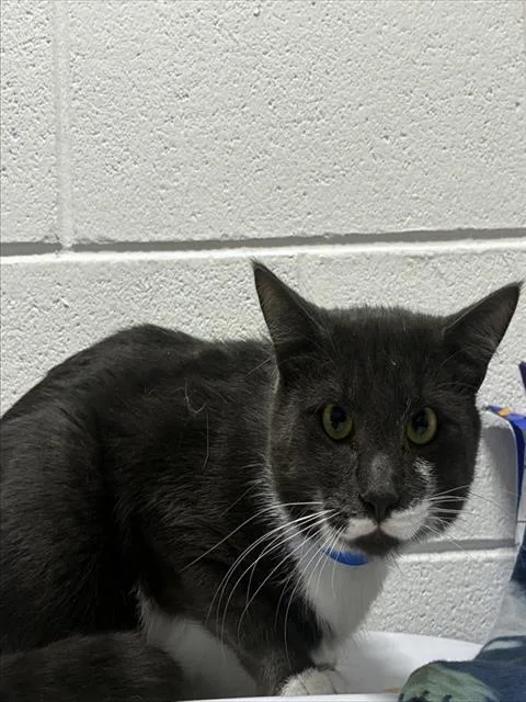 An adult medium-sized male Domestic Short Hair cat named Antonio for adoption in Upper Marlboro, MD