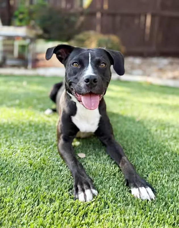 An adult medium-sized female Black Labrador Retriever dog named Nugget for adoption in Southport, CT