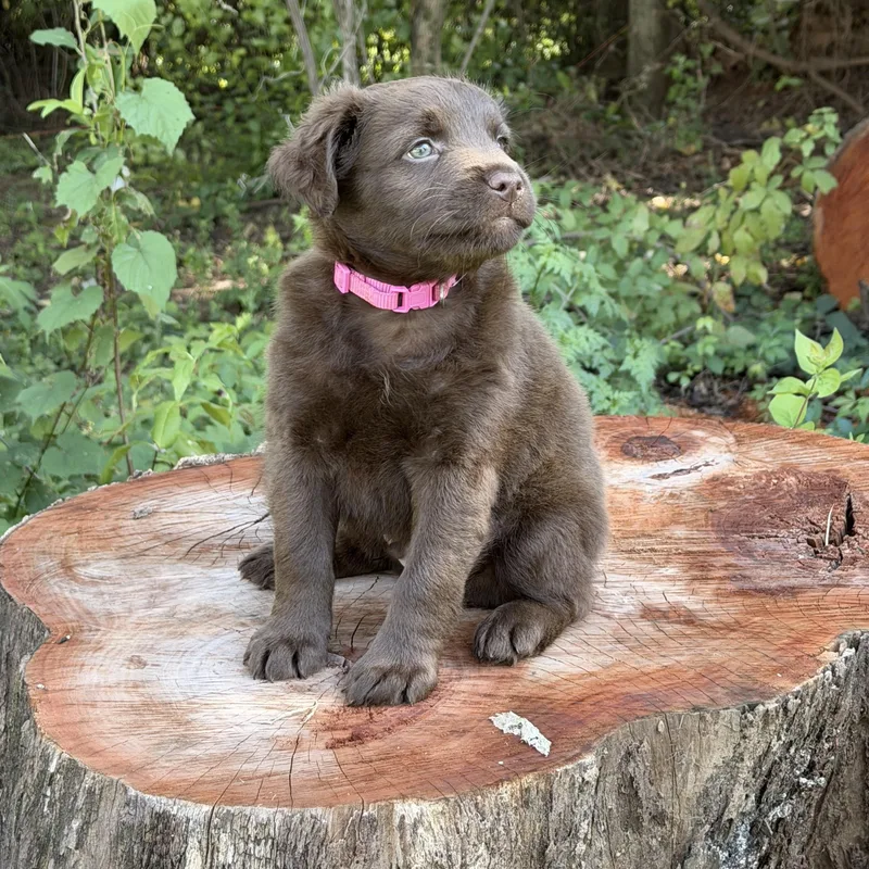 A baby medium-sized male Labrador Retriever dog named Randall for adoption in Mount Juliet, TN
