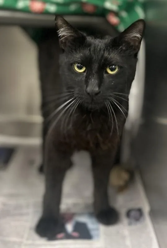 A young small-sized male Black Domestic Short Hair cat named Timothy for adoption in Fruit Heights, UT