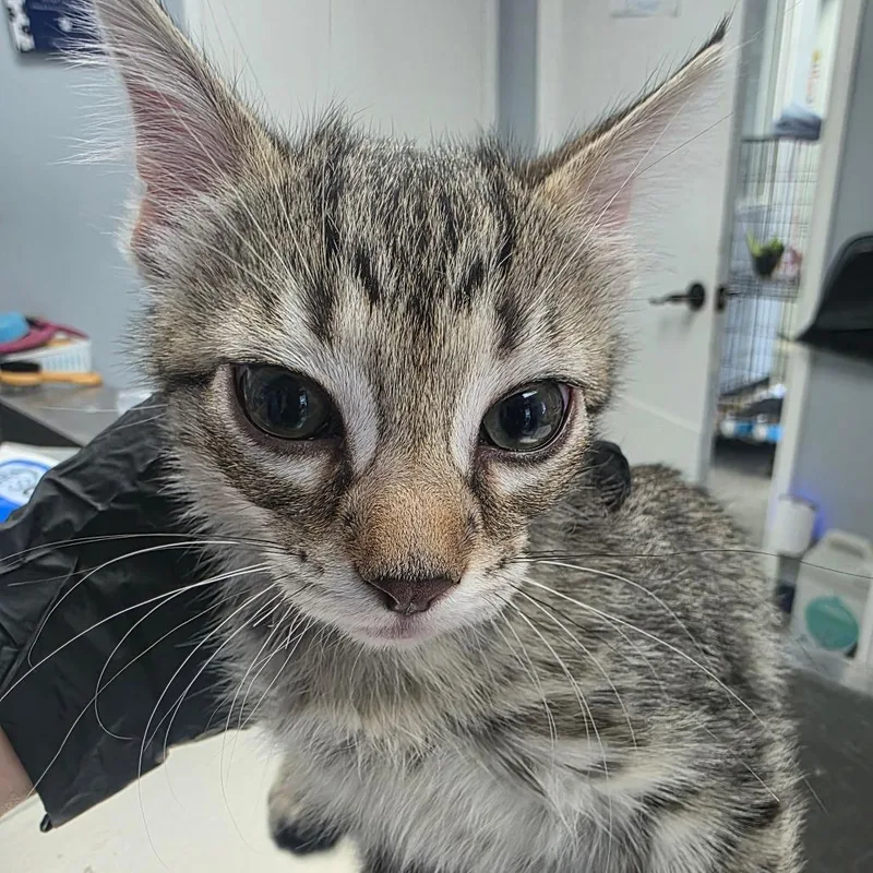 A baby small-sized female Brown / Chocolate Domestic Short Hair cat named Fajita for adoption in Duncan, OK