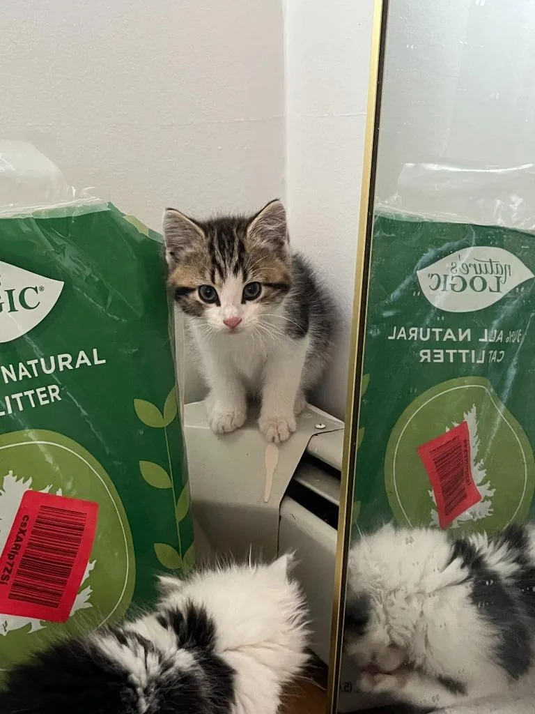 A baby medium-sized male Domestic Long Hair cat named Pudding for adoption in Pawtucket, RI