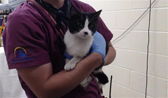 A young small-sized female Domestic Short Hair cat named Marge for adoption in Denver, CO