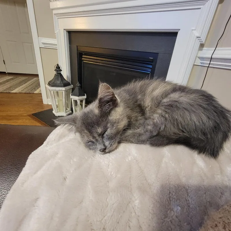 A young small-sized female Gray / Blue / Silver American Shorthair cat named Bandita for adoption in Lynchburg, VA