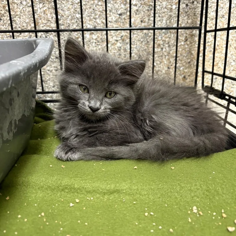 A baby small-sized female Gray / Blue / Silver Domestic Short Hair cat named Fum for adoption in Detroit Lakes, MN