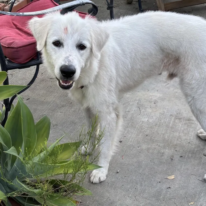 An adult medium-sized male White / Cream Great Pyrenees dog named Yuki for adoption in San Diego, CA