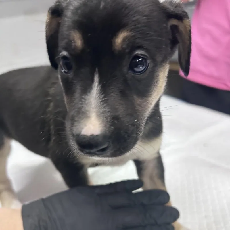 A baby small-sized male Black Mixed Breed dog named Patrick Star for adoption in Summerville, SC