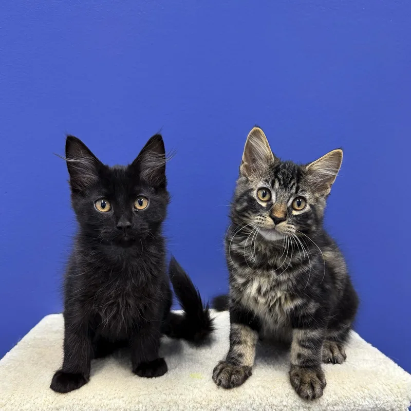 A baby medium-sized male Tabby (Brown / Chocolate) Domestic Medium Hair cat named Chewy for adoption in High Ridge, MO