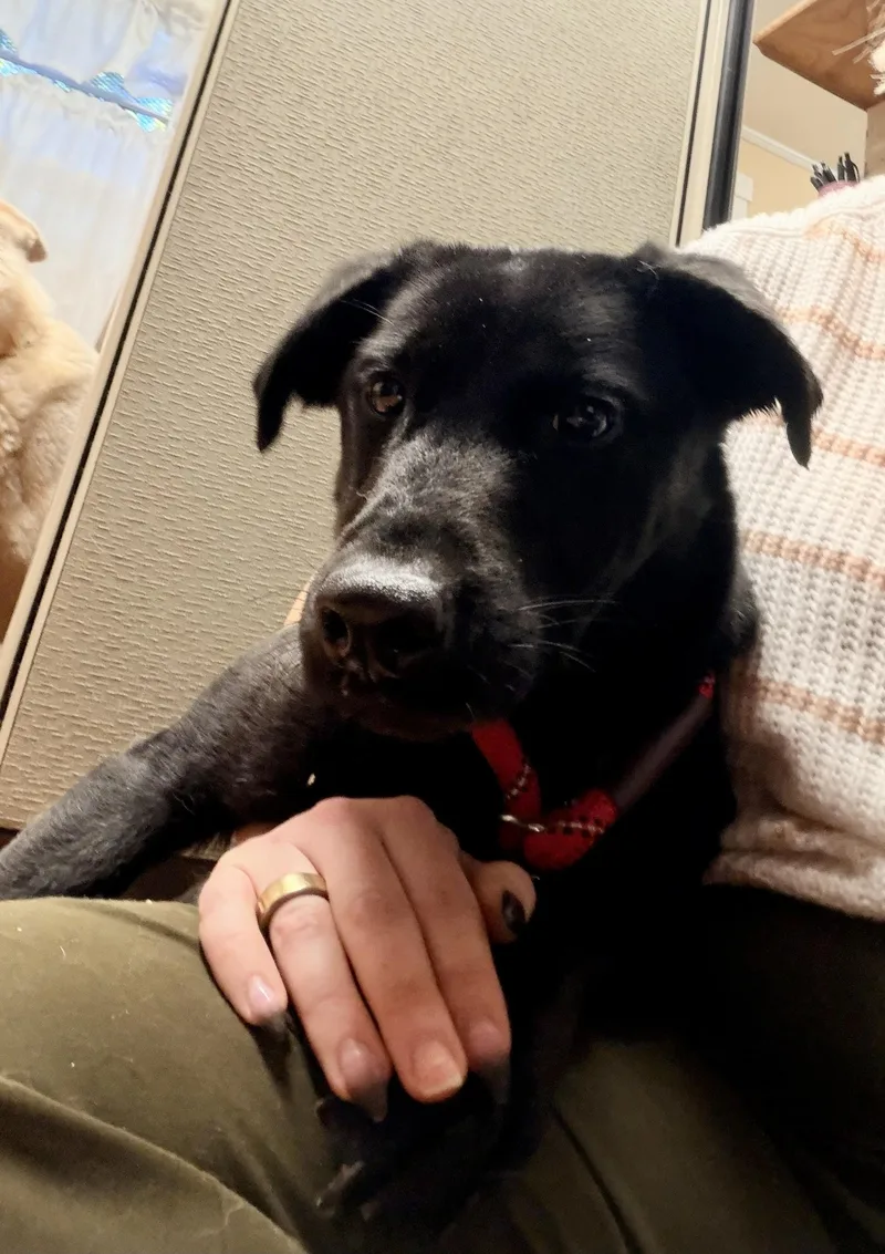 A baby medium-sized female Black Labrador Retriever dog named Raisin for adoption in Petersburg, VA