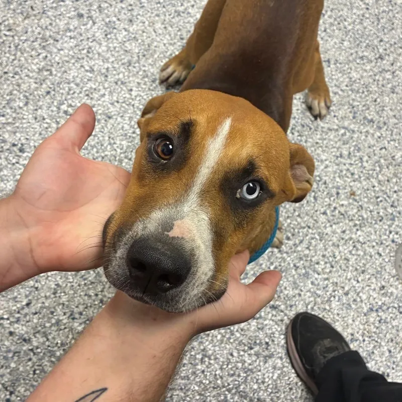 A young medium-sized male Brown / Chocolate Hound dog named Brody for adoption in Birmingham, AL