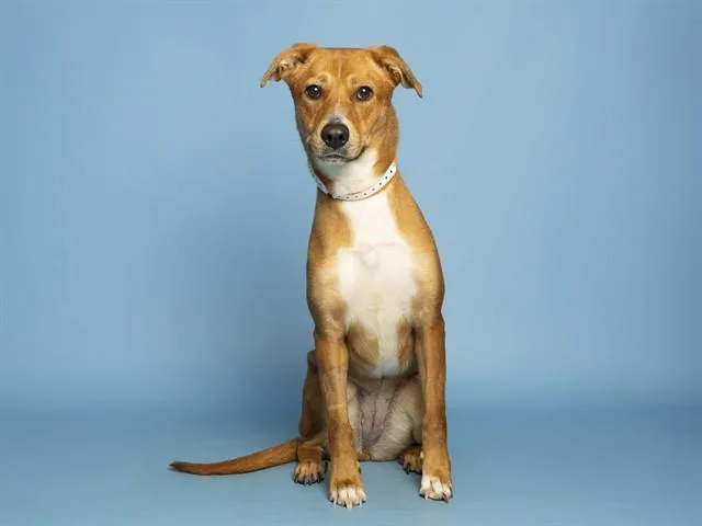 A young small-sized female Labrador Retriever dog named Nellie for adoption in Phoenix, AZ
