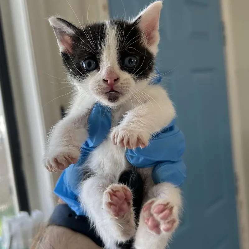 Domino
