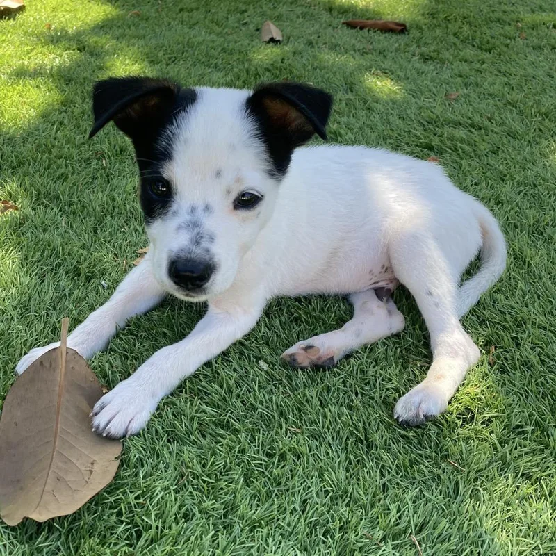 A baby medium-sized male White / Cream Cattle Dog dog named Colby for adoption in Escondido, CA