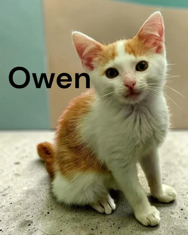 Owen