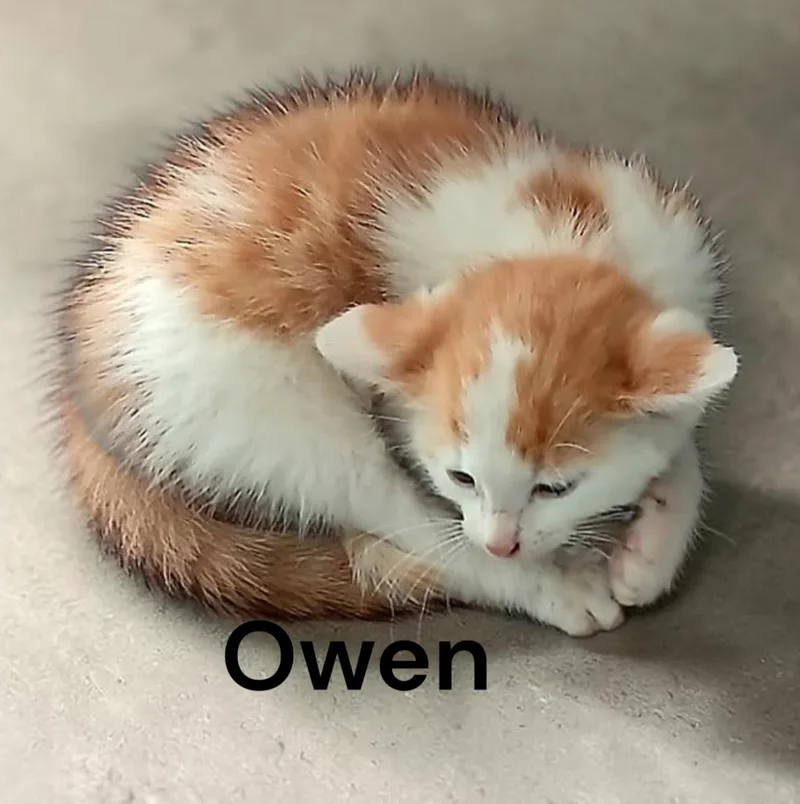 Owen thumbnail 2