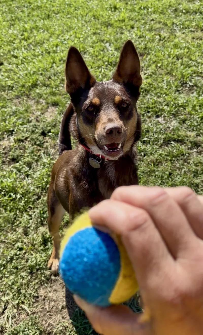 A young medium-sized female Shepherd dog named Sweetie for adoption in YALE, SD