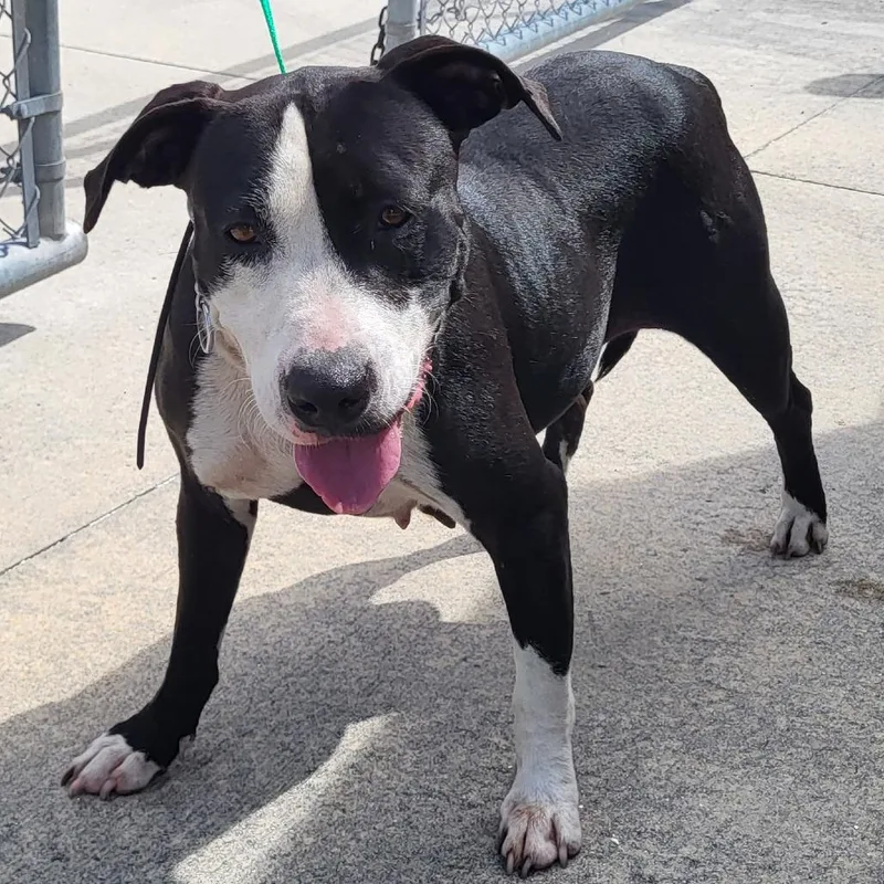 An adult medium-sized female Mixed Breed dog named Chanel for adoption in Lake Panasoffkee, FL