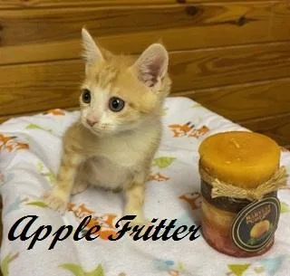 A baby medium-sized male Tabby (Orange / Red) Tabby cat named Apple Fritter for adoption in Southern Pines, NC