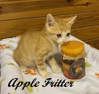 Apple Fritter thumbnail 3