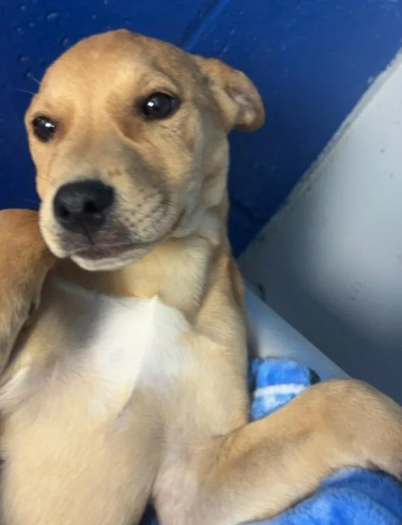 A baby medium-sized female Terrier dog named Cece for adoption in Hartsville, SC