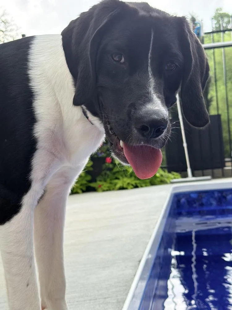 A young medium-sized female Tricolor (Brown, Black, & White) Labrador Retriever dog named Charlotte for adoption in Loveland, OH