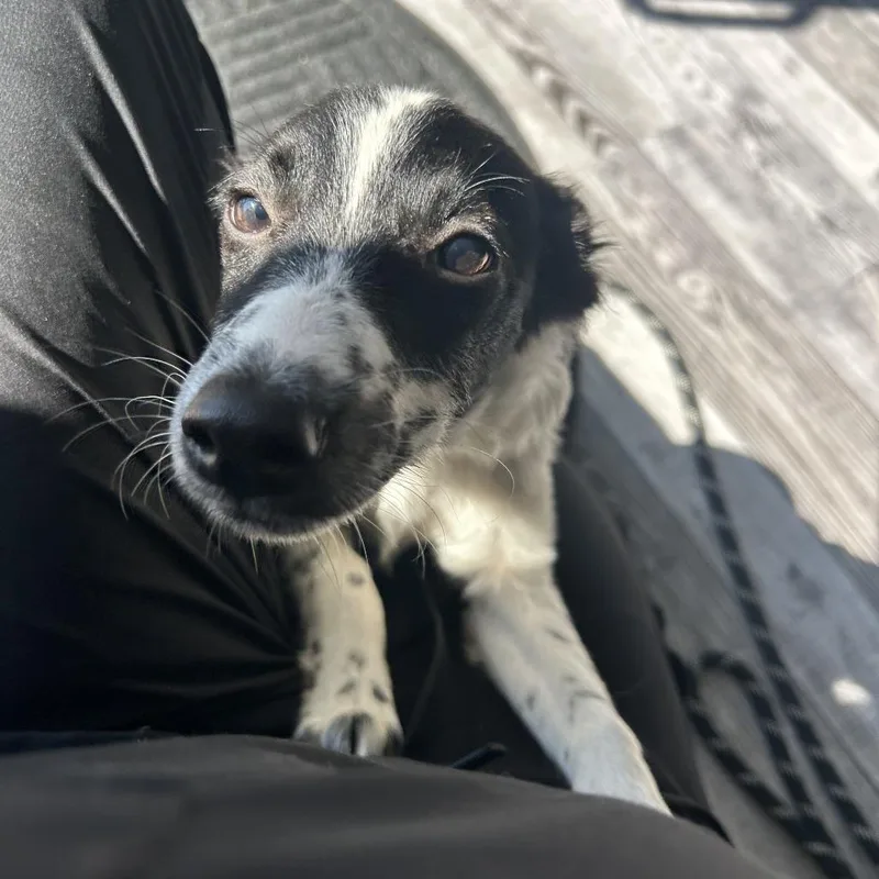 A young small-sized male Papillon dog named Ace for adoption in St. Louis, MO