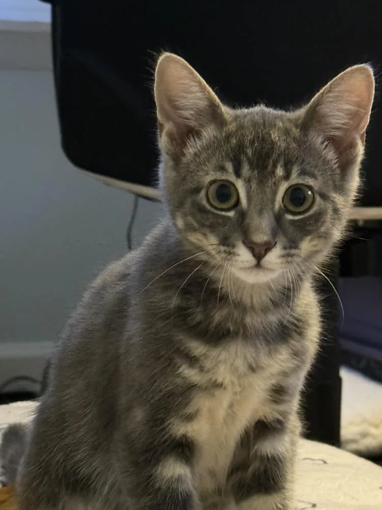 Mordecai The Gentle thumbnail 2