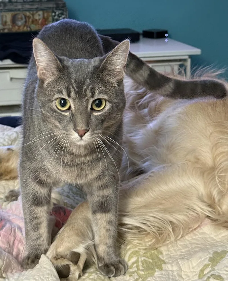 Mordecai The Gentle thumbnail 4