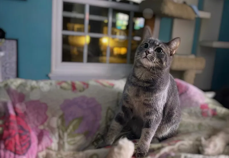 Mordecai The Gentle thumbnail 5