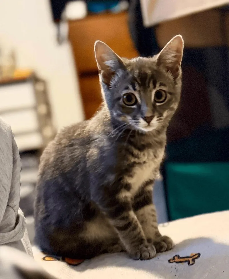 Mordecai The Gentle thumbnail 6