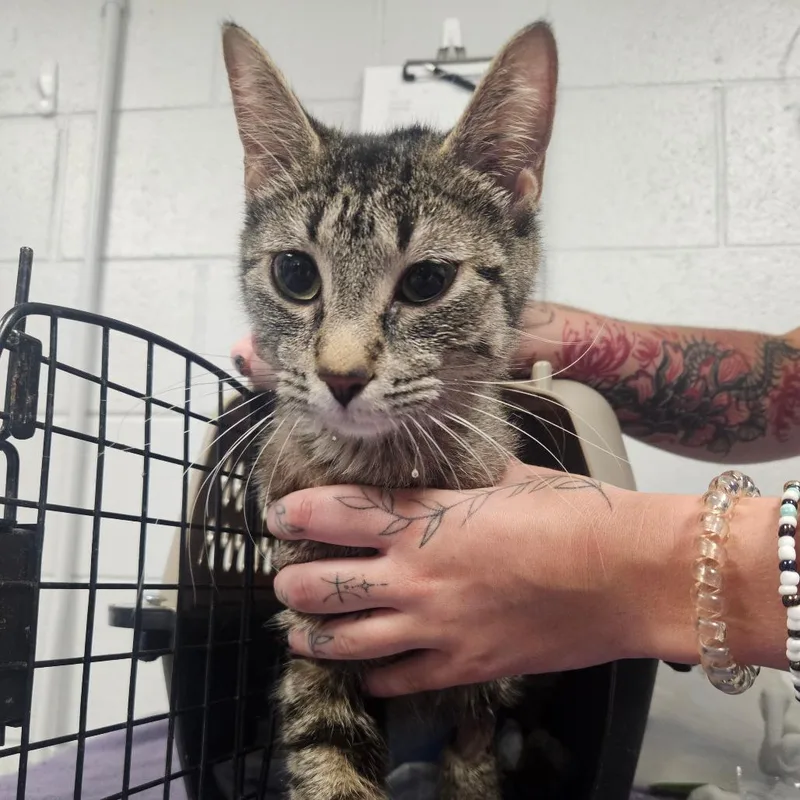 An adult medium-sized female Brown / Chocolate Domestic Short Hair cat named Genevieve for adoption in Greenville, SC