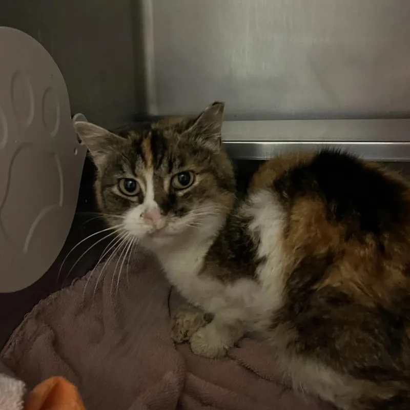 An adult medium-sized female Torbie Domestic Short Hair cat named Kat for adoption in Bristol, IN