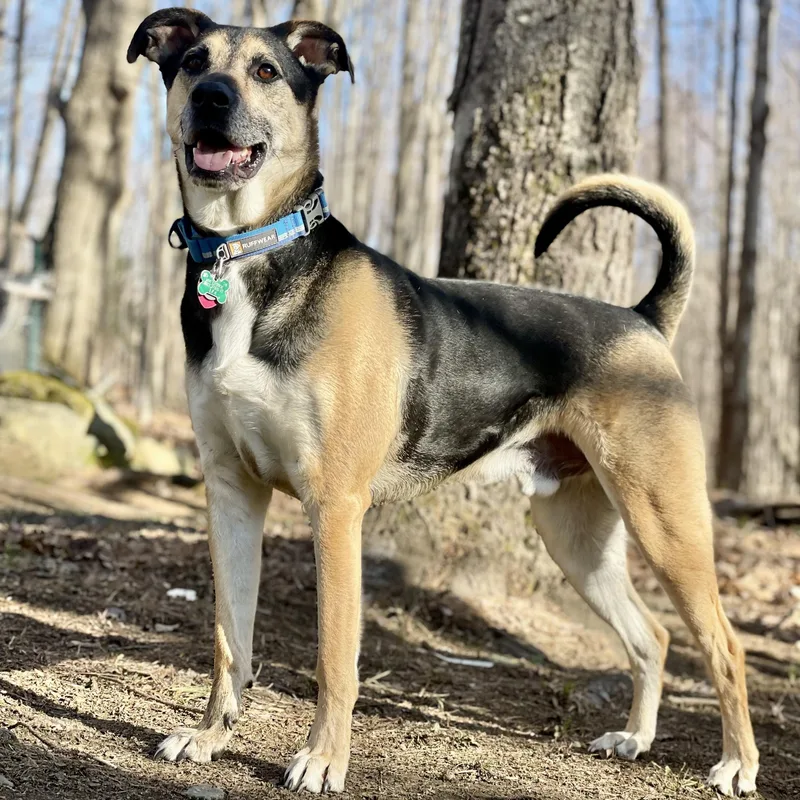 An adult medium-sized male Tricolor (Brown, Black, & White) Hound dog named Milo for adoption in Wharton, TX