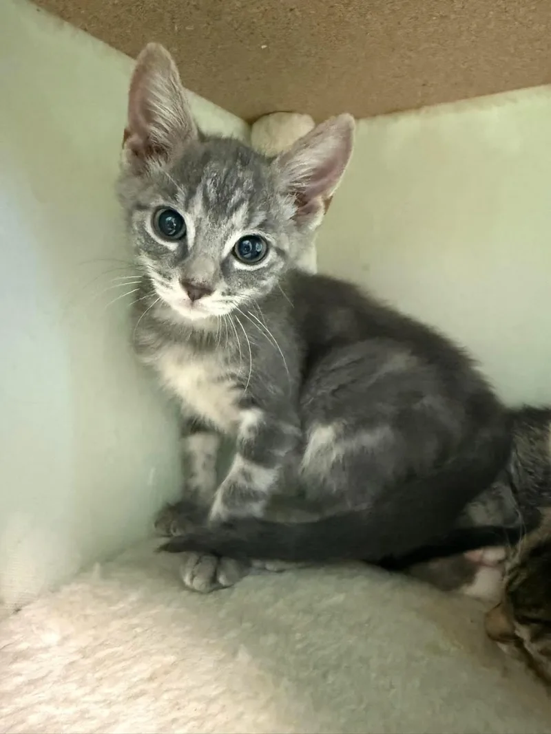 A young small-sized male Tabby (Gray / Blue / Silver) Domestic Short Hair cat named Little Spooky for adoption in Freeport, NY