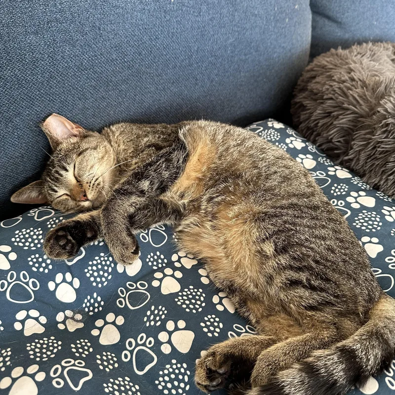 Sunshine thumbnail 2