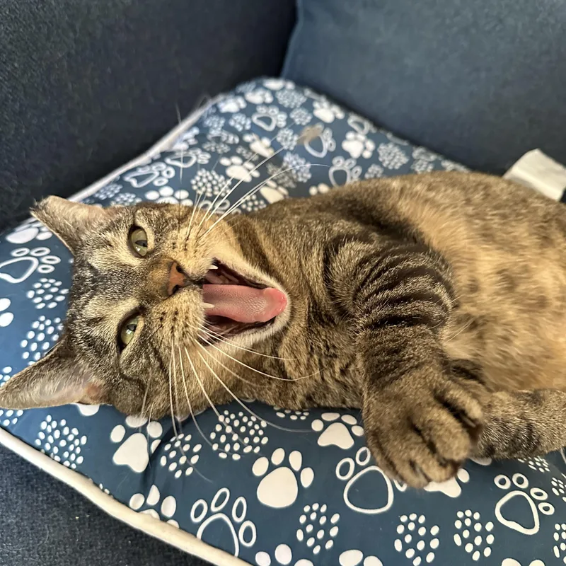 Sunshine thumbnail 3