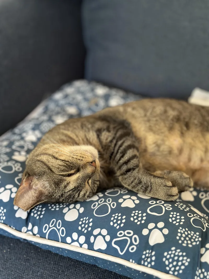 Sunshine thumbnail 4