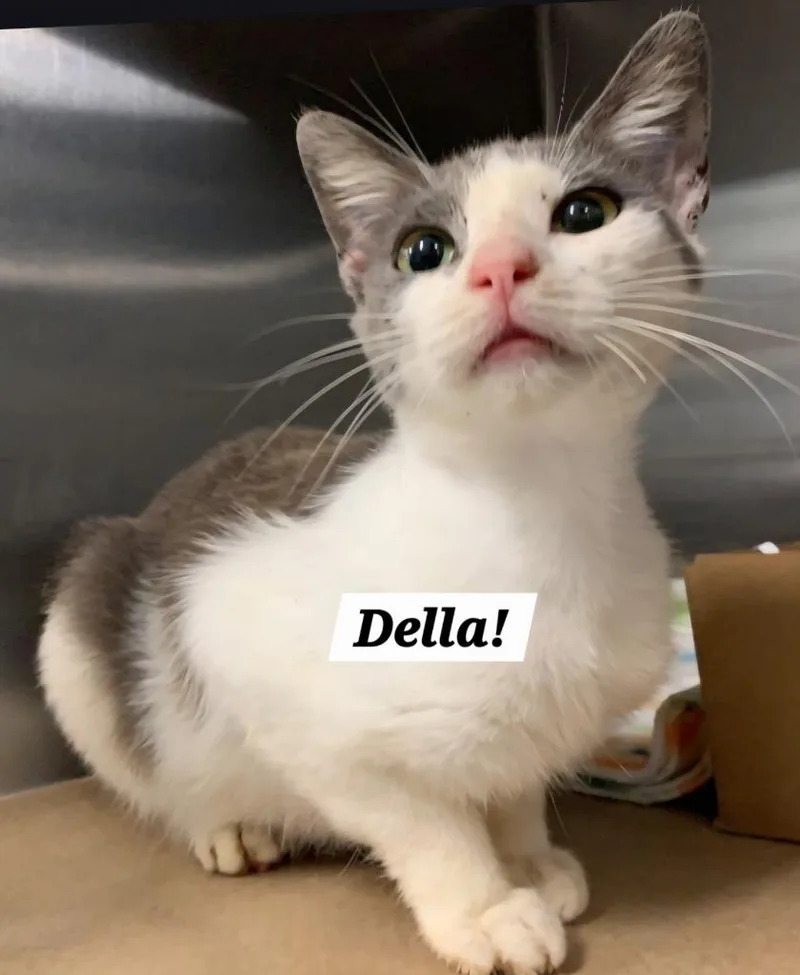 A baby small-sized female Domestic Short Hair cat named Della for adoption in San Antonio, TX