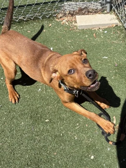 A young large-sized male Pit Bull Terrier dog named Chopper for adoption in Texas City, TX