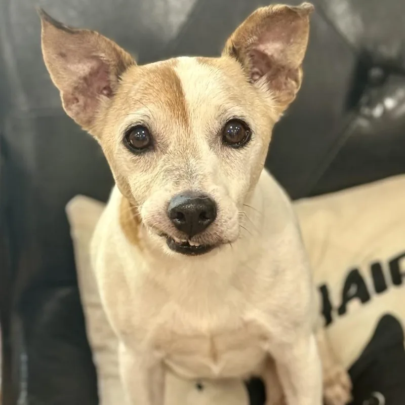A senior small-sized male White / Cream Rat Terrier dog named Arthur Pendragon for adoption in Livingston, TX