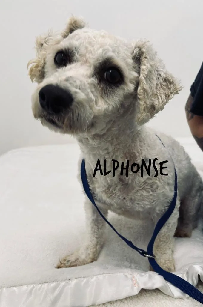 Alphonse