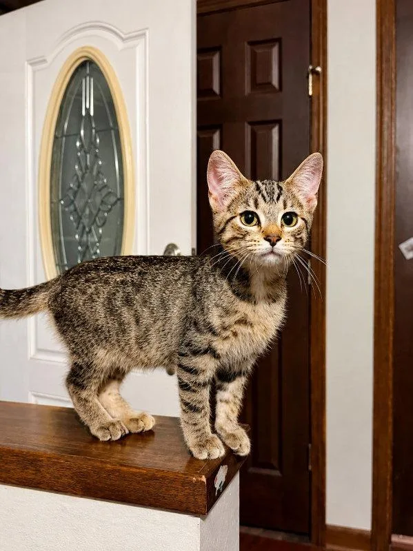 A baby small-sized female Tabby cat named Dolly for adoption in Mankato, MN