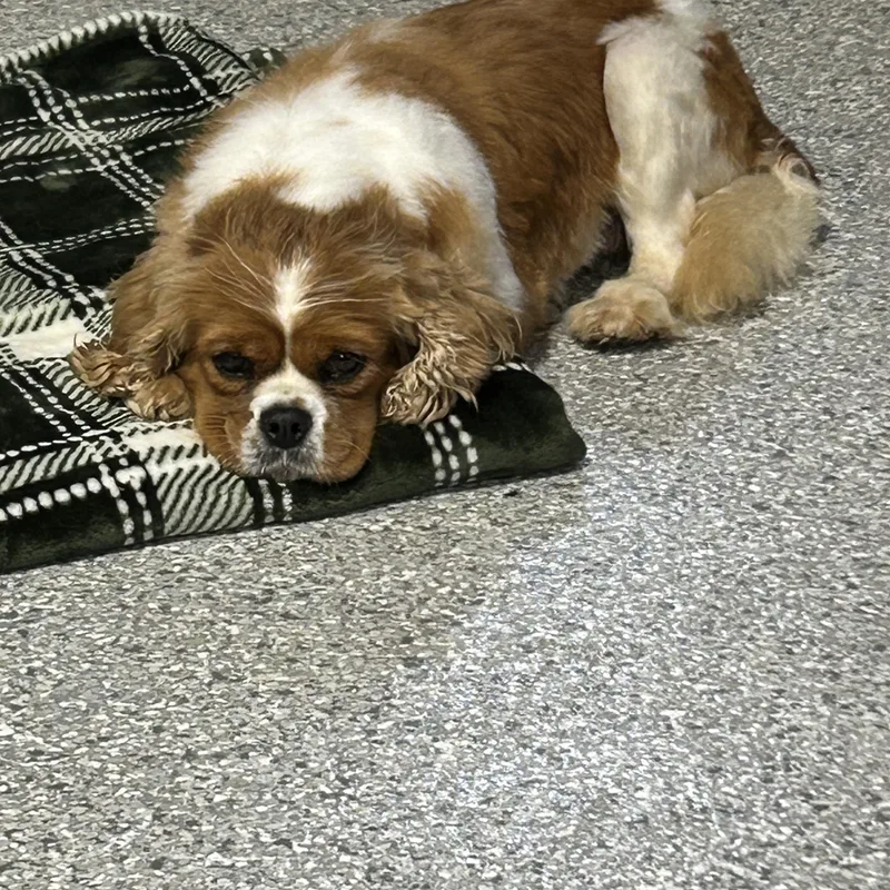 An adult small-sized female Cavalier King Charles Spaniel dog named Ariel for adoption in Antwerp, OH