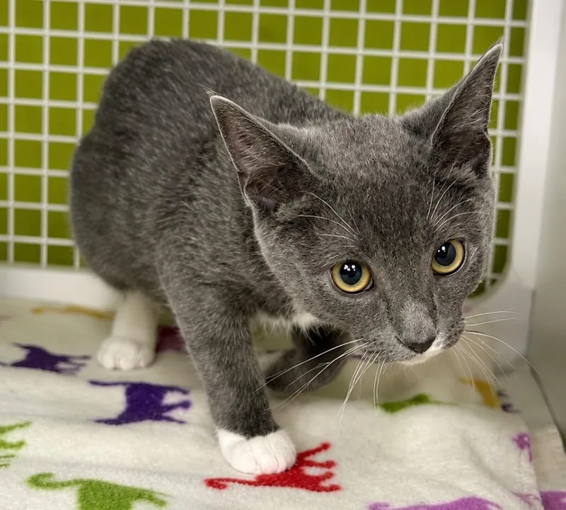 A baby small-sized female Domestic Short Hair cat named Sycamore for adoption in Gorham, ME