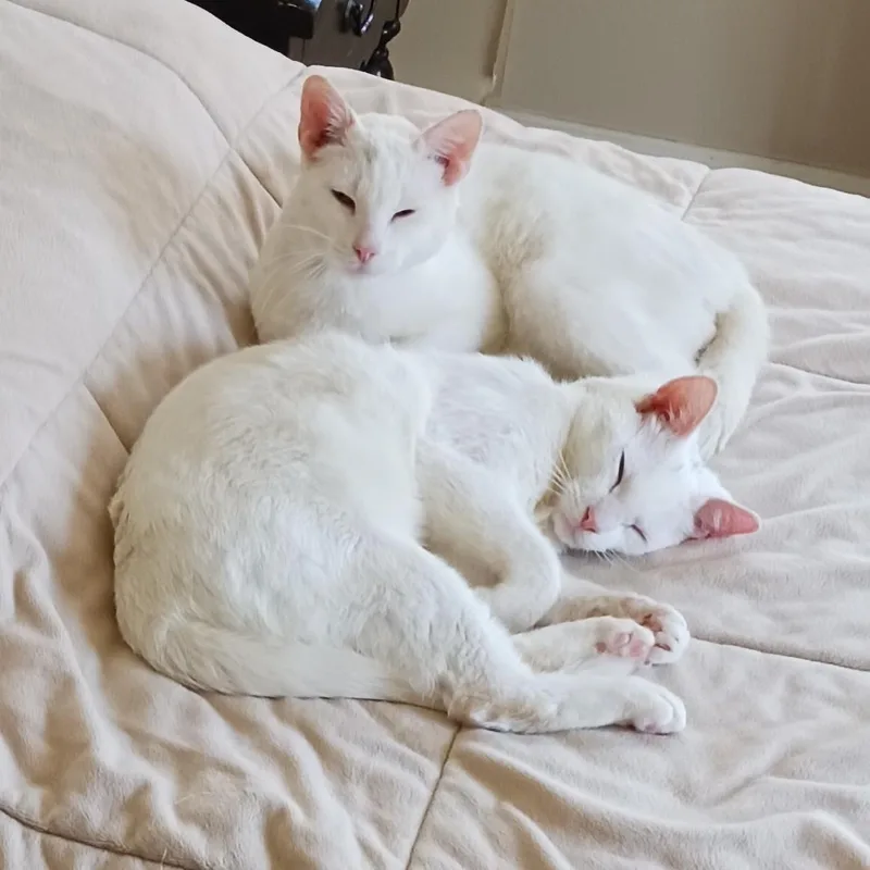A young medium-sized male White Domestic Short Hair cat named Wulfgang  Sigmund And for adoption in New York, NY