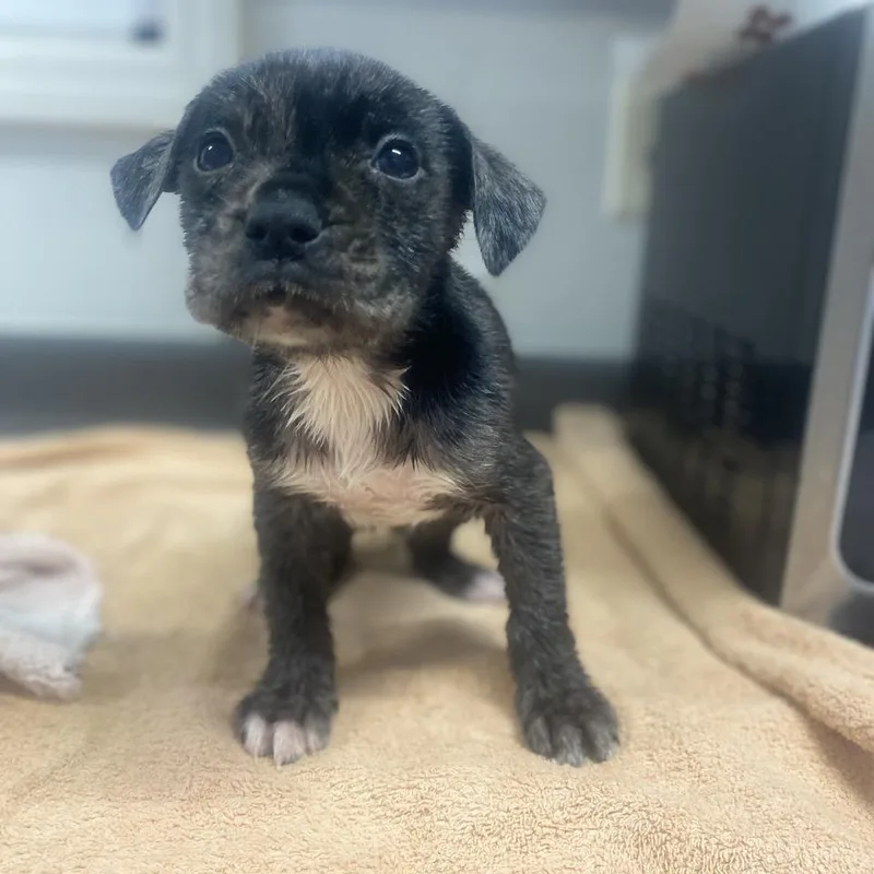 A baby small-sized male Gray / Blue / Silver Mixed Breed dog named Leonardo for adoption in Columbus, NC