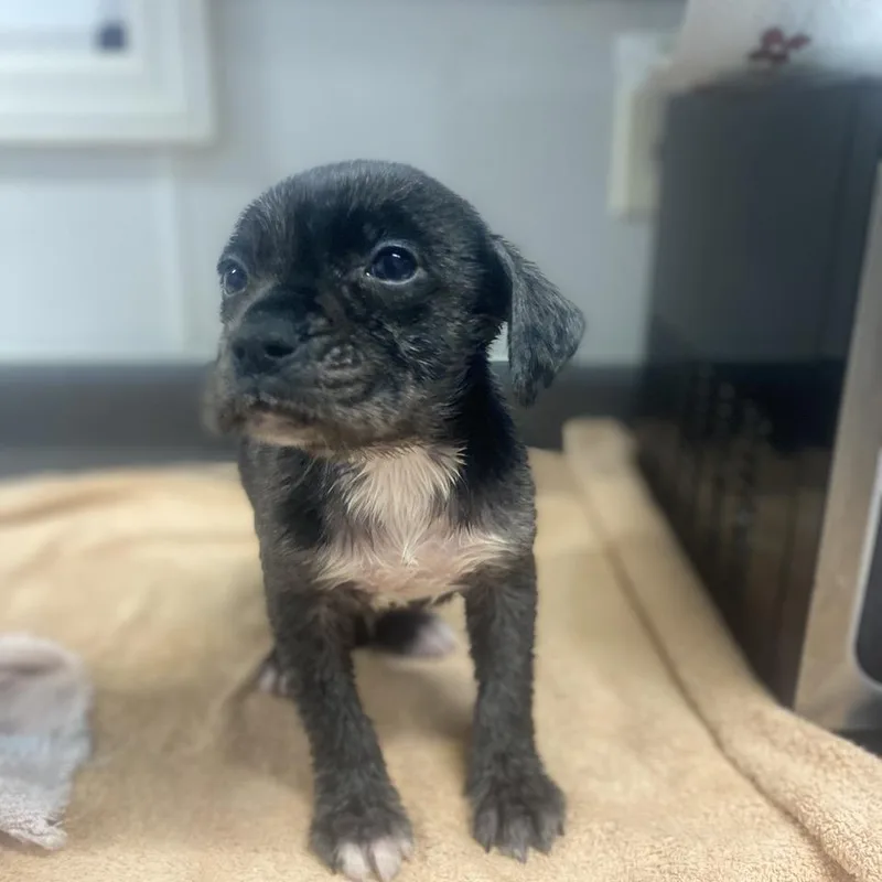 Leonardo thumbnail 2