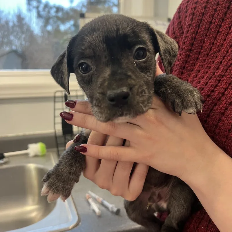 Leonardo thumbnail 3